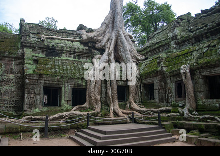 Ta Prohm, Site du patrimoine mondial de l'UNESCO, Angkor, la Province de Siem Reap, Cambodge, Indochine, Asie du sud-est Banque D'Images