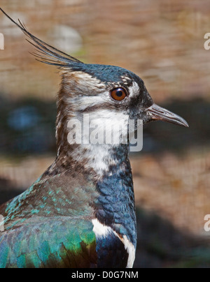 Sociable ou du nord (Vanellus vanellus vert), Royaume-Uni Banque D'Images