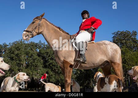 Trophees Jamie Green dirige le hounds au début de la première chasse de la saison après la bénédiction annuelle des chiens à Middleton Place Plantation le 25 novembre 2012 à Charleston, Caroline du Sud. La chasse au renard en Caroline du Sud est un frein hunt qui ne tue pas vivre les renards. Banque D'Images