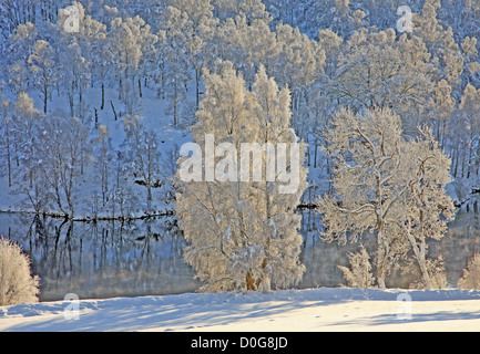 UK Scotland Tayside Winter by Loch Tummel Frosted trees and snow Banque D'Images
