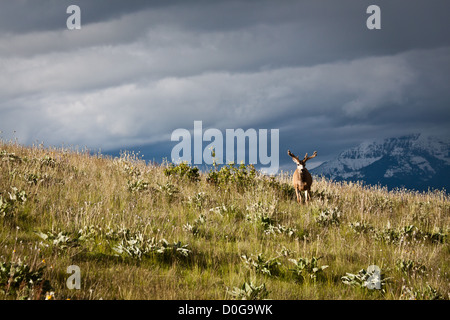 Le Cerf mulet (Odocoileus hemionus), National Bison Range, Montana. Banque D'Images