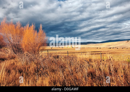 Matin d'automne la lumière baigne ce champ de pâturage du bétail dans l'Oregon NE Baker Comté. Banque D'Images