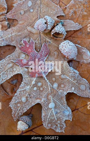 Glace et gel sur feuilles de chêne (Quercus sps ) E USA, par Skip Moody/Dembinsky photo Assoc Banque D'Images