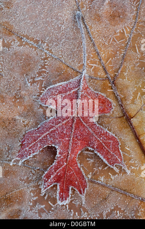 Frost on Swamp Oak Leaves (Quercus sps) fin automne, E USA, par Skip Moody/Dembinsky photo Assoc Banque D'Images