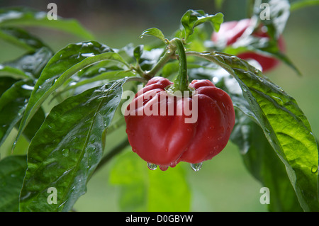 Fiery très frileux Scotch Bonnet 'poivre Capsicum Chinensis' encore en croissance et de la maturation sur la plante. Ils se trouvent principalement dans les îles des Caraïbes. Banque D'Images