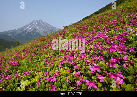 Rhododendron du Kamchatka. Prairie de fleurs contre une Viluchinskiy volcan. Kamchatka Peninsula. Extrême-Orient. La Russie. Banque D'Images