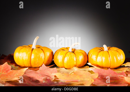 Les citrouilles miniatures de décoration Banque D'Images
