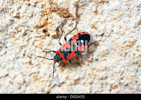 Méditerranée rouge bug close up sur un mur de pierre Banque D'Images
