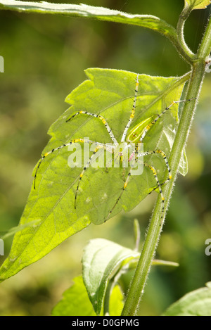 Un green spider lynx, Peucetia sp. Banque D'Images