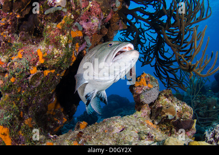 Tiger le mérou (Mycteroperca tigris), Bonaire, Antilles néerlandaises, Caraïbes Banque D'Images