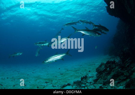 Tarpon atlantique (Megalops atlanticus), Bonaire, Antilles néerlandaises, Caraïbes Banque D'Images