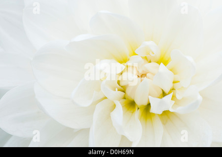 Dahlia 'ballet blanc' Banque D'Images