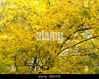 Dans l'érable couleurs automnales / Ahornbaum dans herbstlichen Farben Banque D'Images