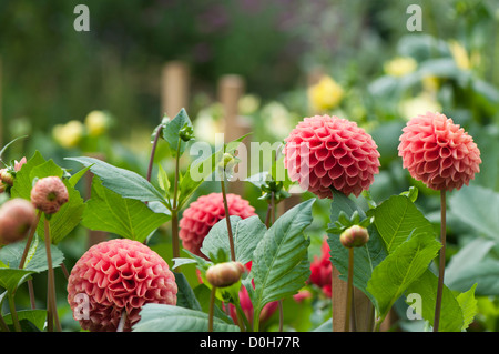 Dahlia 'Jomanda' Banque D'Images