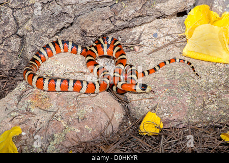 Lampropeltis pyromelana Sonoran Mountain Kingsnake pyromelana Canyon broussailleux, Huachuca Mountains, Cochise Comté (Arizona) Banque D'Images