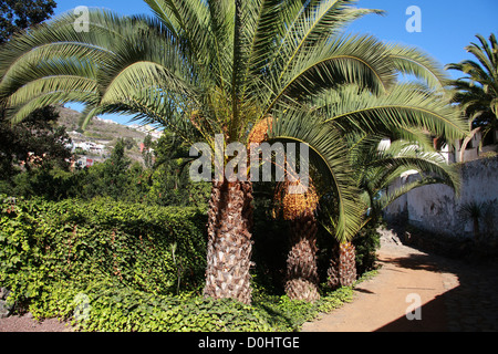 Île des dattiers, Phoenix canariensis, Arecaceae. Parque del Drago (Dragon Park), Santa Cruz de Tenerife, Tenerife, est Banque D'Images