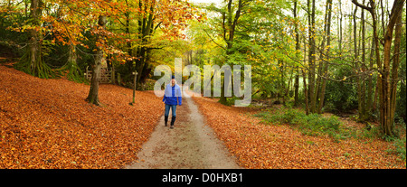 Une vue panoramique sur une femme walker sur une piste à travers une forêt d'automne. Banque D'Images