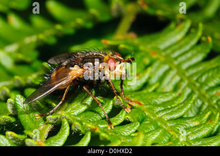 Une tachinaire (Tachina fera) soleil sur bracken à M40 Motorway Woods, Sussex de l'Ouest. juillet. Banque D'Images