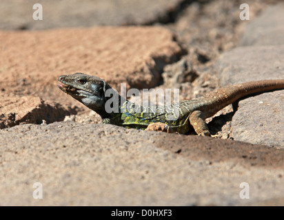 Tenerife ou Gallot, lézard du Western Canaries Lézard, lézard, Gallotia galloti Tizon, Lacertidae. Icod de los Vinos, à Ténérife. Banque D'Images