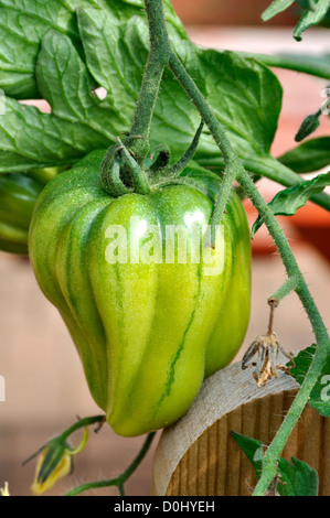 Bio vert Oxheart Tomato croissant dans jardin Banque D'Images