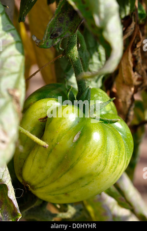 Bio vert Oxheart Tomato croissant dans jardin Banque D'Images