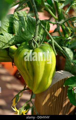 Bio vert Oxheart Tomato croissant dans jardin Banque D'Images