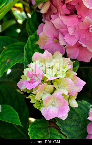 Hortensia rose (Hydrangea macrophylla) poussant dans le jardin Banque D'Images