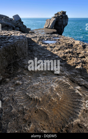 Fossiles Ammonite intégré dans rock, près de Pulpit Rock à Portland Bill, l'Île de Portland, Jurassic Coast, Dorset, Angleterre du Sud, UK Banque D'Images