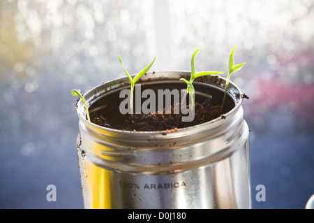 Petit piment chili / les plantes croissant dans une boite de conserve sur l'appui de fenêtre avec la lumière du matin à travers les vitres. Banque D'Images