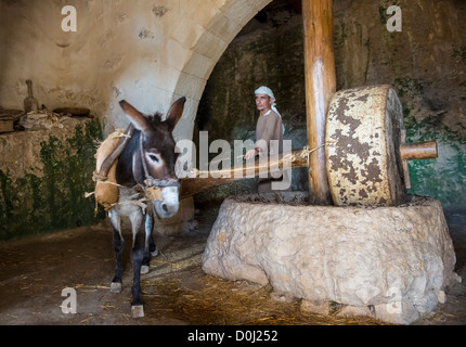 Millstone & âne utilisé pour presser les olives pour faire l'huile d'olive dans Nazareth Village Banque D'Images