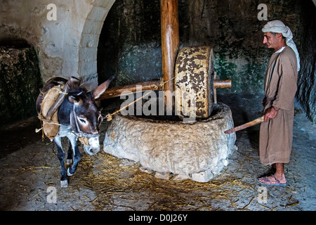 Millstone & âne utilisé pour presser les olives pour faire l'huile d'olive dans Nazareth Village Banque D'Images