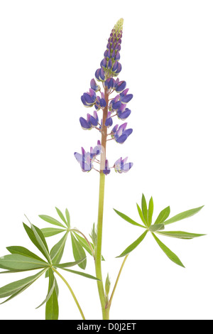 Seule fleur de lupin avec leaf on white Banque D'Images