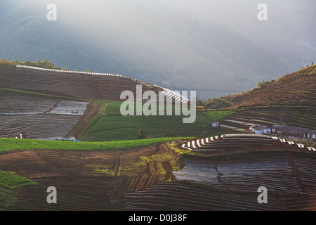 Terrasses de riz dans le nord du Vietnam, Sapa Banque D'Images