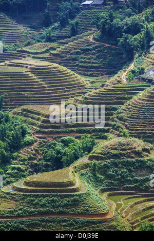 Terrasses de riz dans le nord du Vietnam, Sapa Banque D'Images