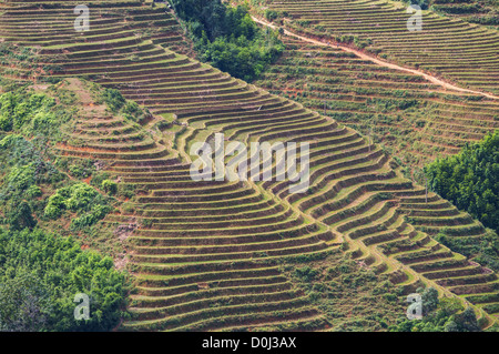 Terrasses de riz dans le nord du Vietnam, Sapa Banque D'Images