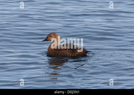 Femme Eider, Varanger, Norvège, Banque D'Images