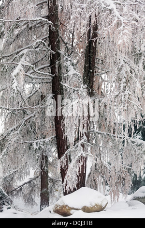 Forêt dans les montagnes Tatras, Slovaquie sur une journée l'hiver Banque D'Images