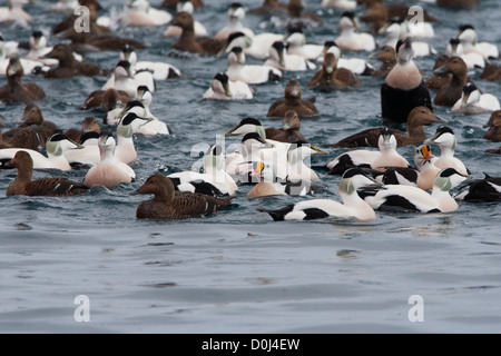 L'Eider Drake avec l'Eider Eider à duvet Somateria mollissima Finnmark Norvège Varanger Banque D'Images