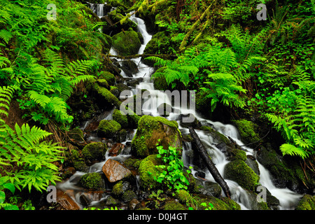 Wakeena falls- Fougères et le ressort de la végétation près des chutes du ruisseau, Columbia Gorge National Scenic Area, Oregon, USA Banque D'Images