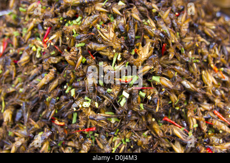 Bug connu de l'Asie de l'alimentation Banque D'Images