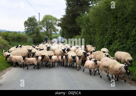 Bloc de moutons un chemin de campagne dans la vallée de la Wye. Banque D'Images