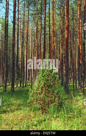Genévrier solitaire dans une forêt de pins. Banque D'Images