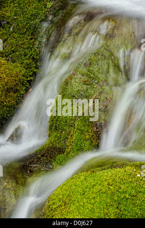 Une cascade moussue près de tunnels en spirale, Yoho NP, BC, Canada Banque D'Images