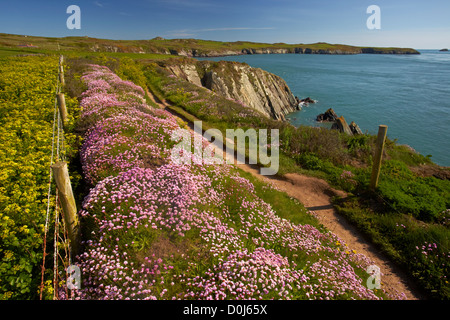 De plus en plus d'épargne le long du sentier côtier du Pembrokeshire, surplombant son Ramsey près de St Justinien. Banque D'Images