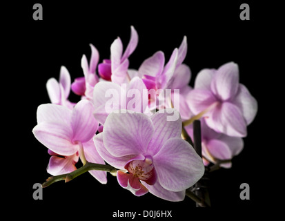 Orchis en fleurs sur fond noir Banque D'Images