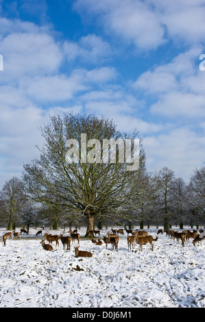 Deer Bushy Park à Londres. Banque D'Images