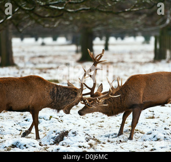 Dans la lutte contre deux cerfs Bushy Park à Londres. Banque D'Images