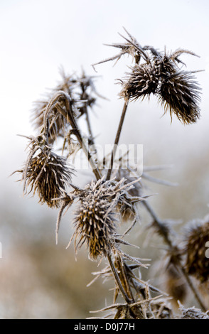 Couvert de gel chardon séché chefs à la fin de l'automne / hiver précoce Banque D'Images