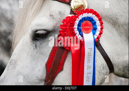 L'œil d'un shire horse. Banque D'Images