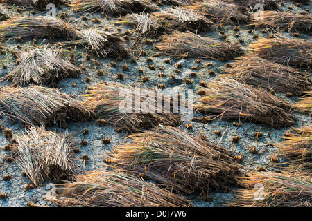 Couper les plants de riz en attente d'être recueillis pour la volée dans la campagne de l'Inde rurale. L'Andhra Pradesh, Inde Banque D'Images